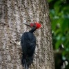 Datel indomalajsky - Dryocopus javensis - White-bellied Woodpecker o0422